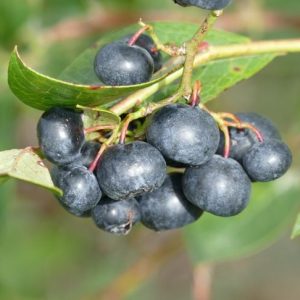 I benefici dei mirtilli per la salute