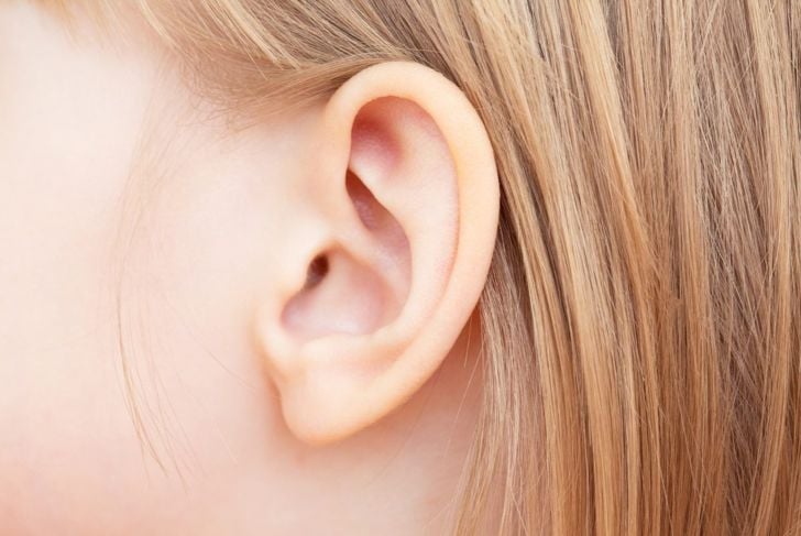 L'anatomia dell'orecchio 3