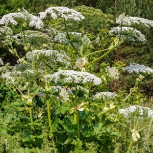 Domande frequenti sull’alcefalo gigante Domande frequenti sull’alcefalo gigante