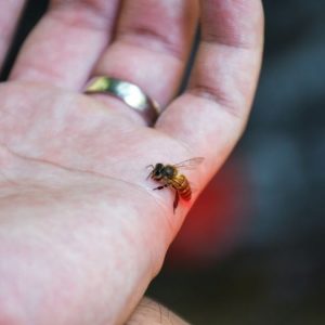 10 fatti sulle allergie alle api 10 fatti sulle allergie alle api