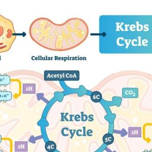L’acido citrico è presente nel corpo, negli alimenti, nella cura della pelle e nei medicinali L’acido citrico è presente nel corpo, negli alimenti, nella cura della pelle e nei medicinali