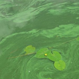 Conoscere i pericoli delle alghe blu-verdi