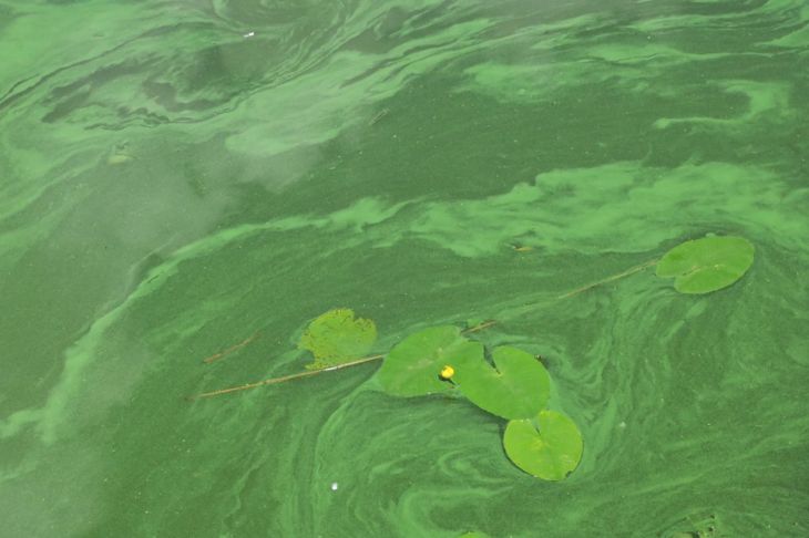 Conoscere i pericoli delle alghe blu-verdi 1