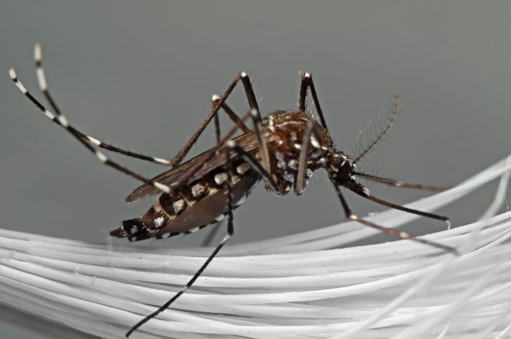 Fattori di rischio e trattamenti per la malaria 9