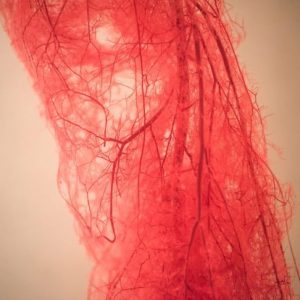 Vasodilatazione: Perché avviene e cosa fa