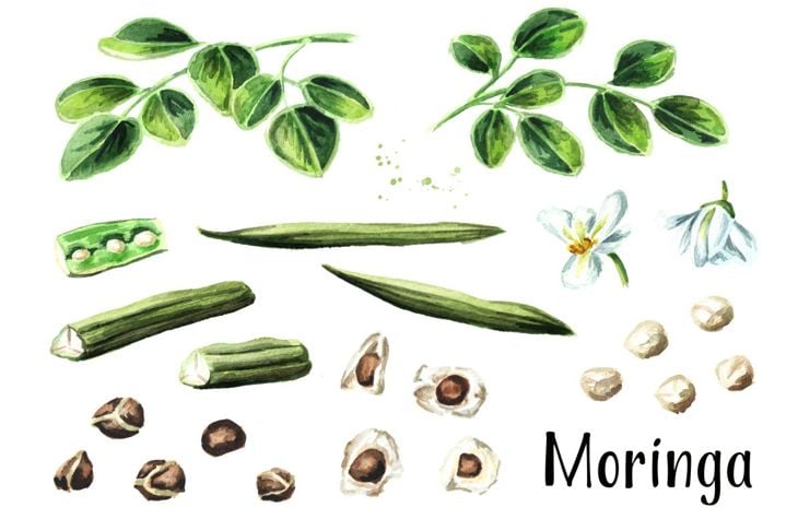 I fenomenali benefici della Moringa per la salute 17