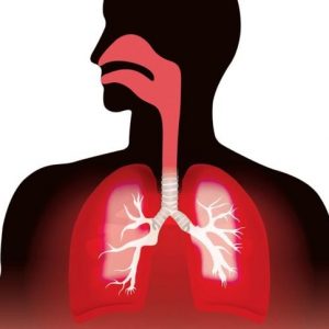 Somiglianze e differenze tra arterie e vene Somiglianze e differenze tra arterie e vene