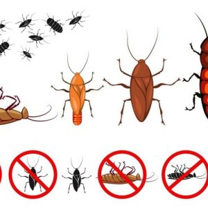 Gli insetti commestibili non possono mancare nel vostro piatto Gli insetti commestibili non possono mancare nel vostro piatto