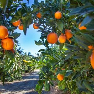 Agrumi: Un tesoro di nutrizione Agrumi: Un tesoro di nutrizione