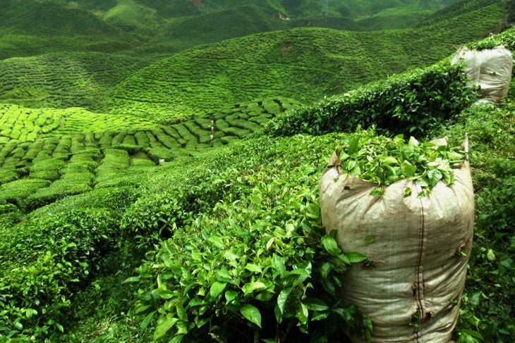 11 benefici del tè verde per la salute 7