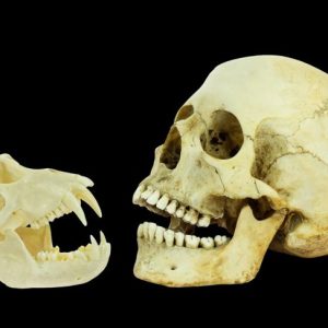 Come il test del DNA influisce sulla nostra vita Come il test del DNA influisce sulla nostra vita
