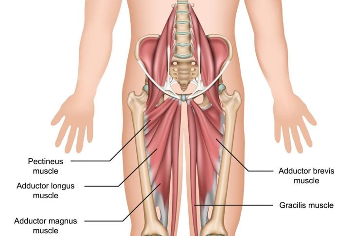 Scomposizione dei rami dell'arteria femorale 7