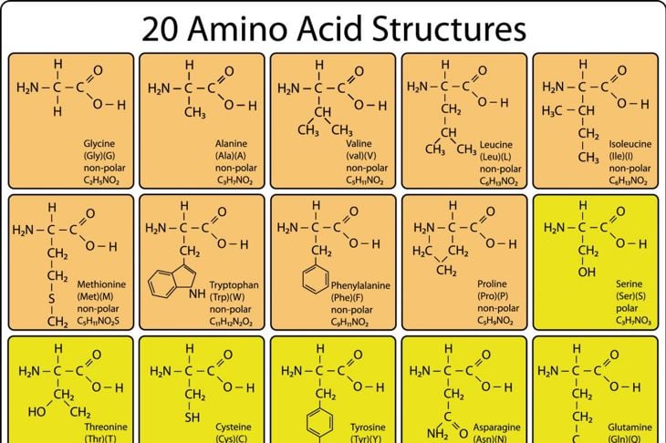 Gli aminoacidi sono blocchi essenziali per la costruzione delle proteine 7