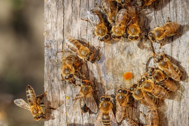 Pappa reale: Altri benefici dalle api 9