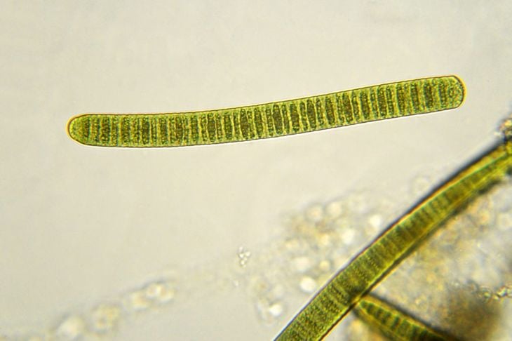 Conoscere i pericoli delle alghe blu-verdi 3