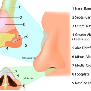 Cosa c’è da sapere su un naso rotto