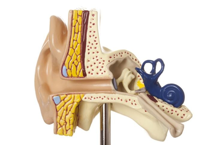 L'anatomia dell'orecchio 13