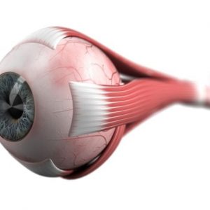 Le numerose cause e i sintomi dell’oftalmoplegia