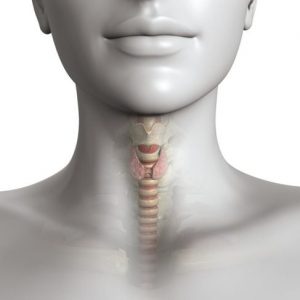 Il lavoro della tiroide