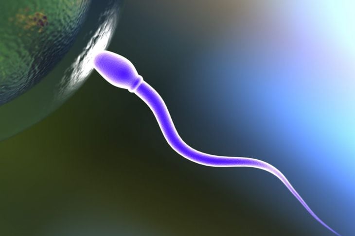 Fattori che influenzano la fertilità e la gravidanza 1