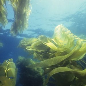 Fresco di mare: Verdure di mare che si possono mangiare