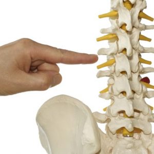 Come la colonna vertebrale sostiene il corpo