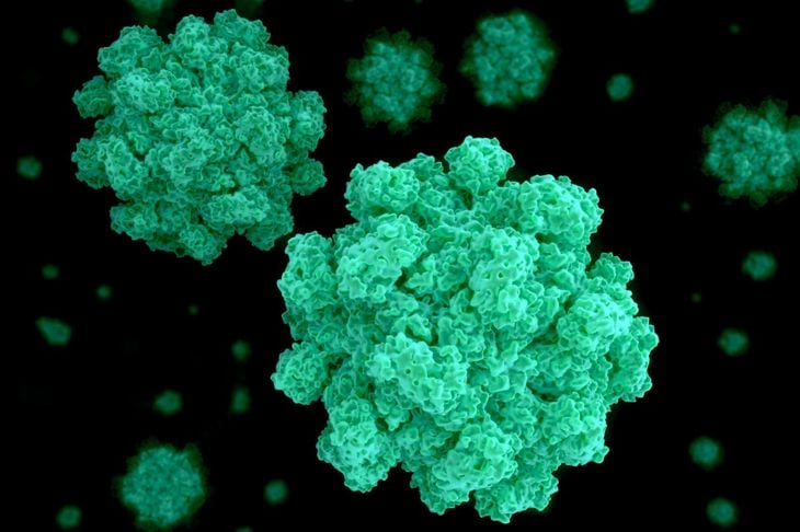 Quanto a lungo l'influenza, l'epatite e altri virus vivono fuori dal corpo? 9