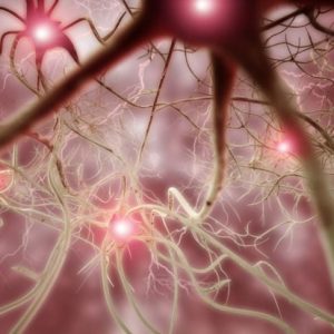 Il sistema nervoso somatico, il movimento e i riflessi