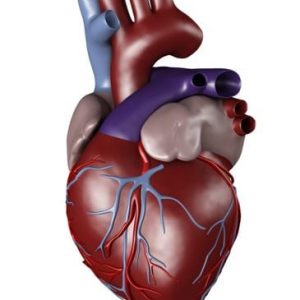 Come funziona il cuore?