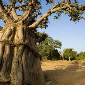 Benefici del frutto del baobab per la salute