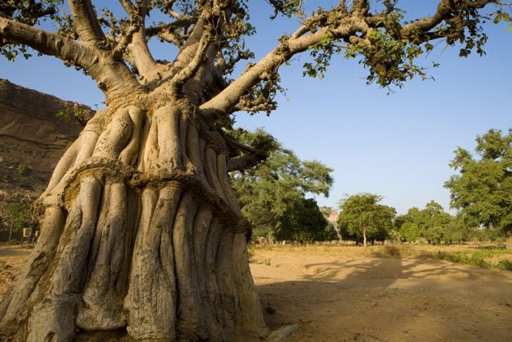 Benefici del frutto del baobab per la salute 1