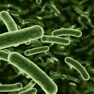 Cause e trattamenti dell’E. coli