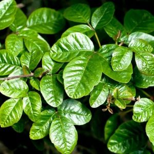 Domande frequenti sulla quercia velenosa Domande frequenti sulla quercia velenosa