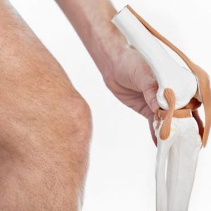 Forma e funzione dei menischi del ginocchio