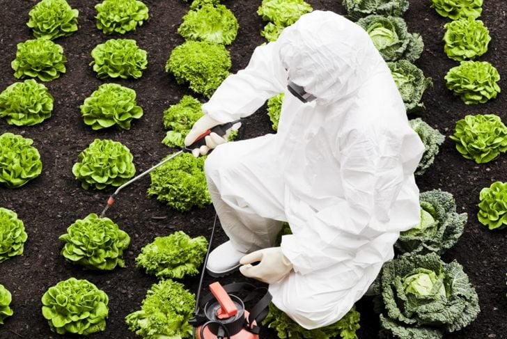 Capire entrambi i lati del dibattito sugli alimenti OGM 1
