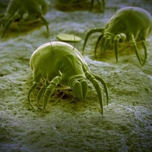 Domande frequenti sulla malattia di Morgellons Domande frequenti sulla malattia di Morgellons