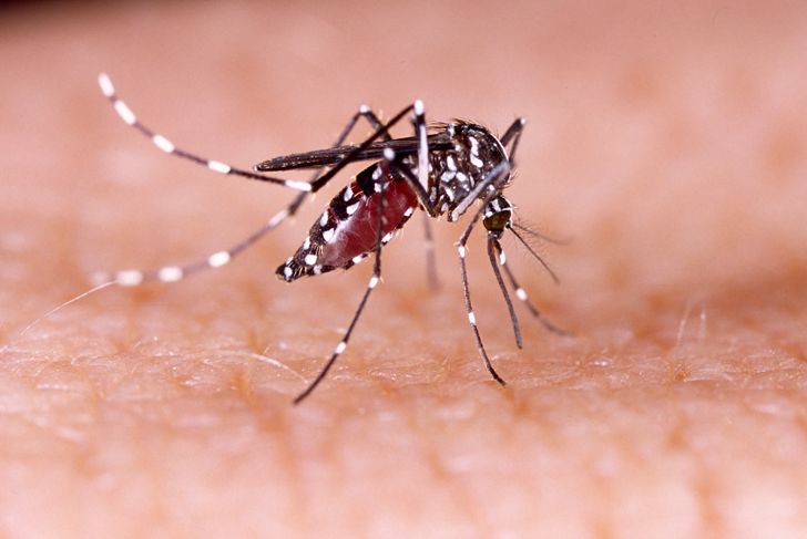 10 cose da sapere sul virus Zika e la gravidanza 1