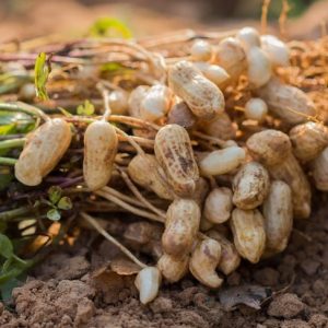 10 alimenti sani e crudi che dovreste consumare 10 alimenti sani e crudi che dovreste consumare