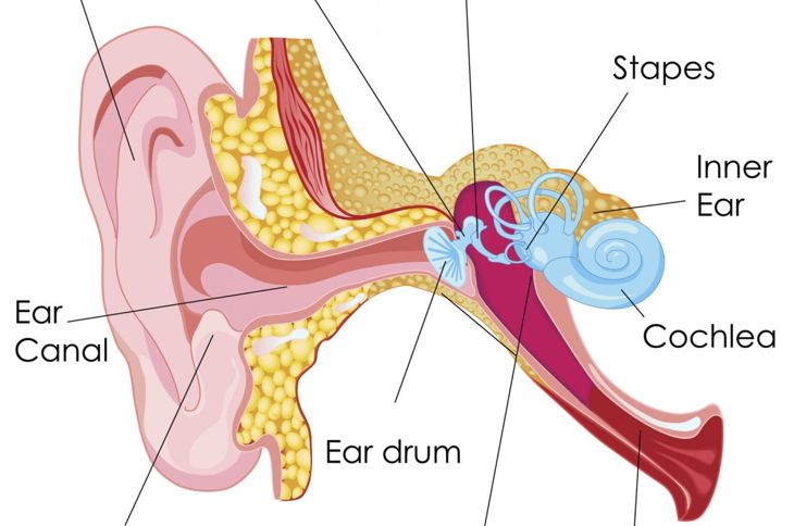 L'anatomia dell'orecchio 7