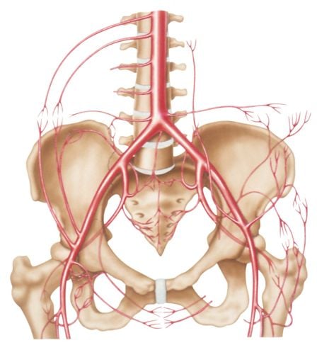 Scomposizione dei rami dell'arteria femorale 1