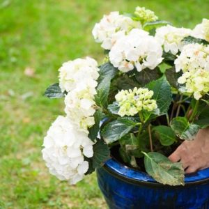 10 benefici e usi delle ortensie