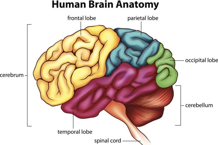 Che cos'è il cerebro? 3