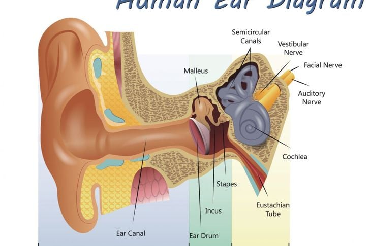 Le ossa dell'orecchio 3