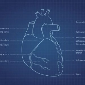 Tutto sul sistema circolatorio Tutto sul sistema circolatorio