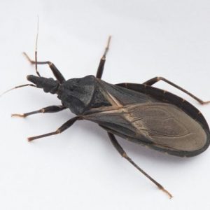 Malattia di Chagas: Cos’è e come si cura? Malattia di Chagas: Cos’è e come si cura?