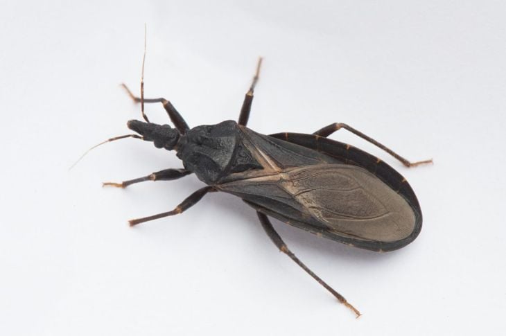 Malattia di Chagas: Cos'è e come si cura? 1