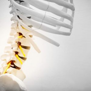 Le vertebre lombari e le loro funzioni Le vertebre lombari e le loro funzioni