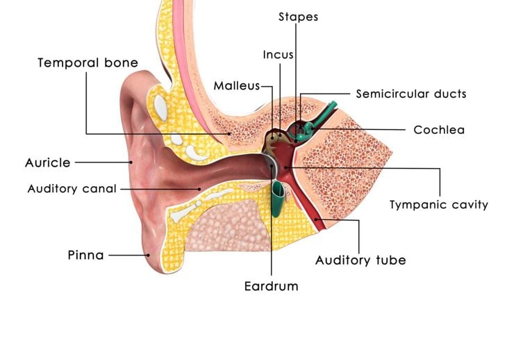Le ossa dell'orecchio 7