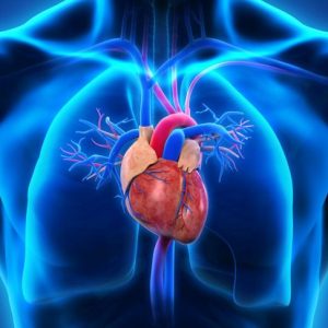 Tutto sulle arterie coronarie Tutto sulle arterie coronarie