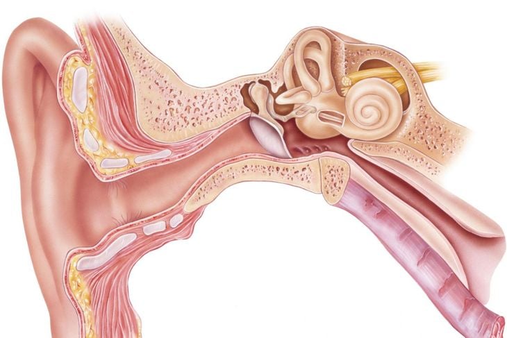 L'anatomia dell'orecchio 11